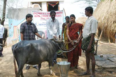 Sustainable Development through Dairy Products for 50 Women from Rural Villages